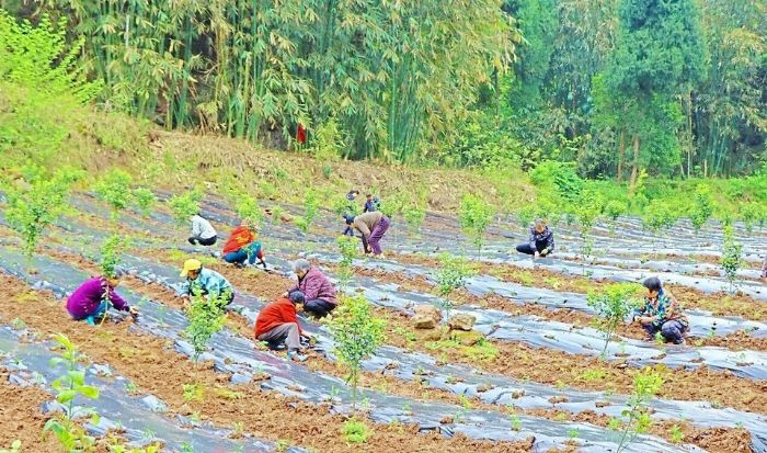 村民在辣椒种植基地务工
