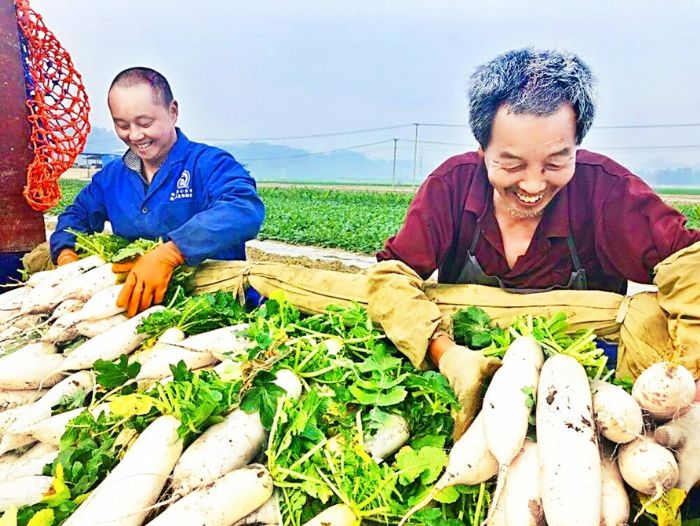 萝卜丰收
