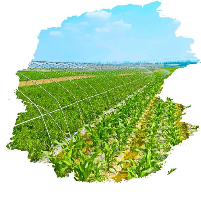 桂林蔬菜基地
