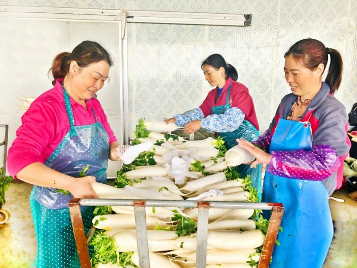 村民正在包装萝卜
