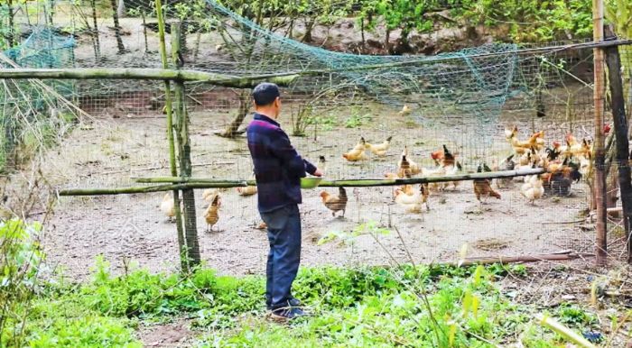 杨文勇察看山鸡长势
