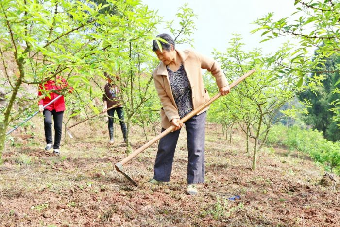 村民在花椒基地务工
