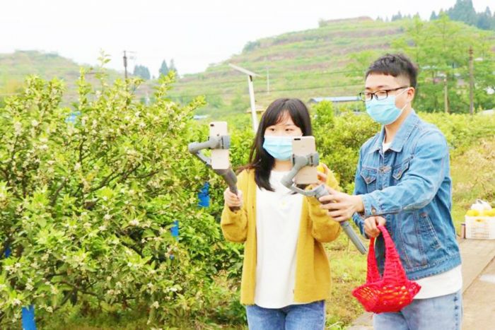 向观众展示柠檬种植基地
