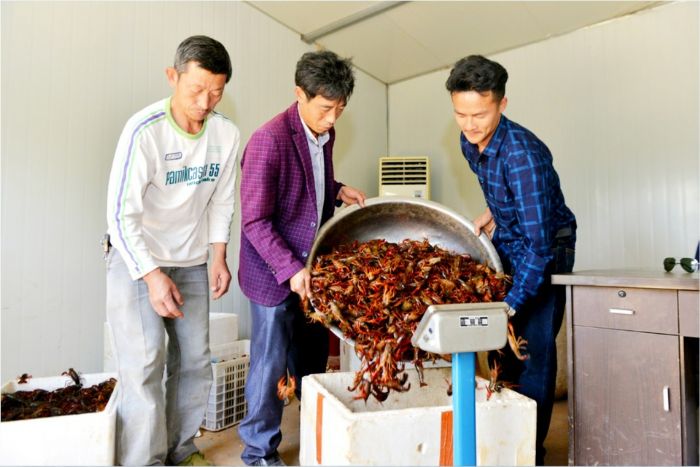 收购小龙虾。
