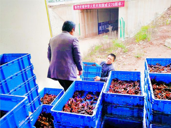 将小龙虾装车准备运往外地。
