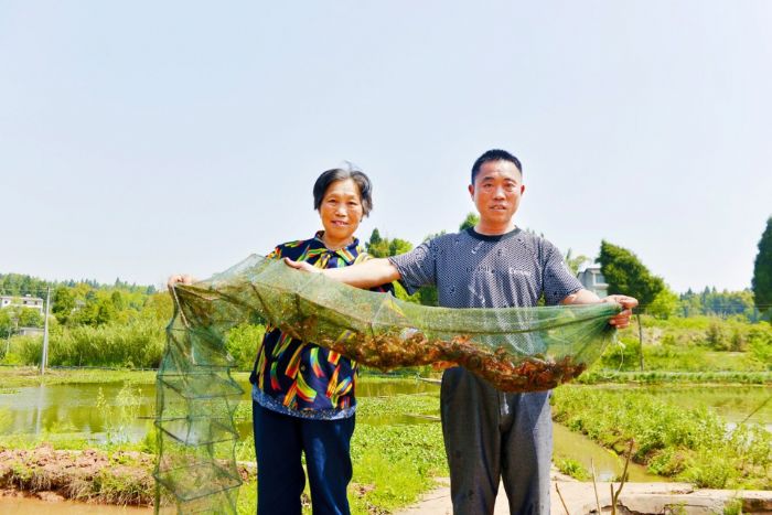 收获小龙虾。
