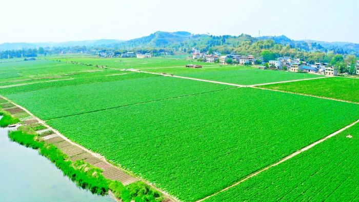 坝地蔬菜基地航拍
