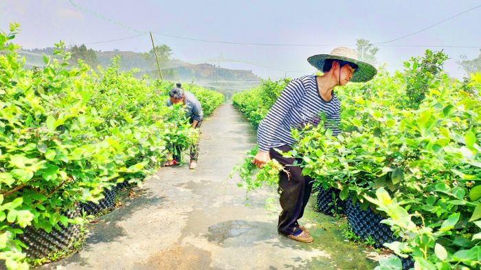 工人们正在除草
