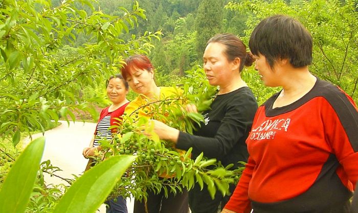 技术人员指导村民怎样疏果。
