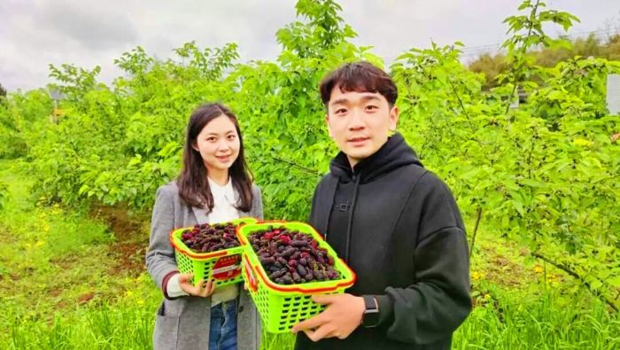 主播在桑葚基地带货。
