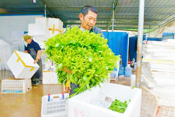 村民将空心菜打包装箱。
