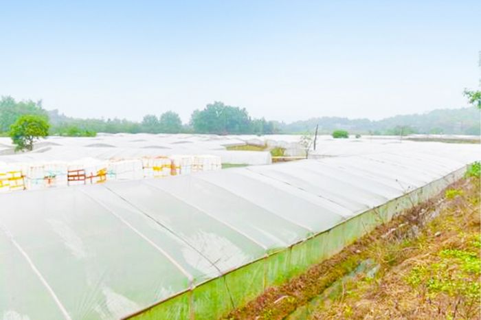 小渡镇双屋村大棚蔬菜基地。
