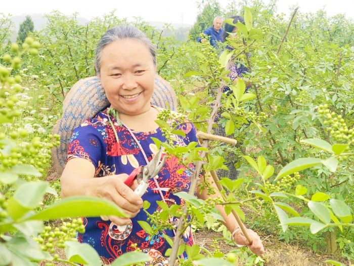 给花椒修枝

