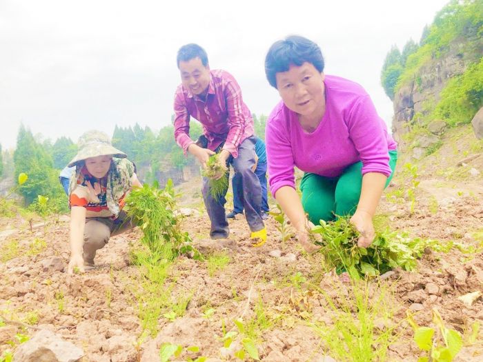 给佛手园除草
