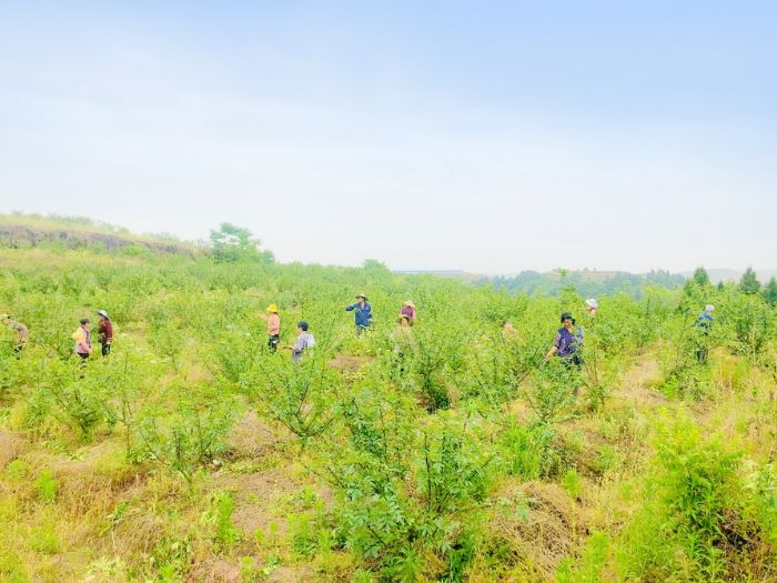 村民花椒基地务工
