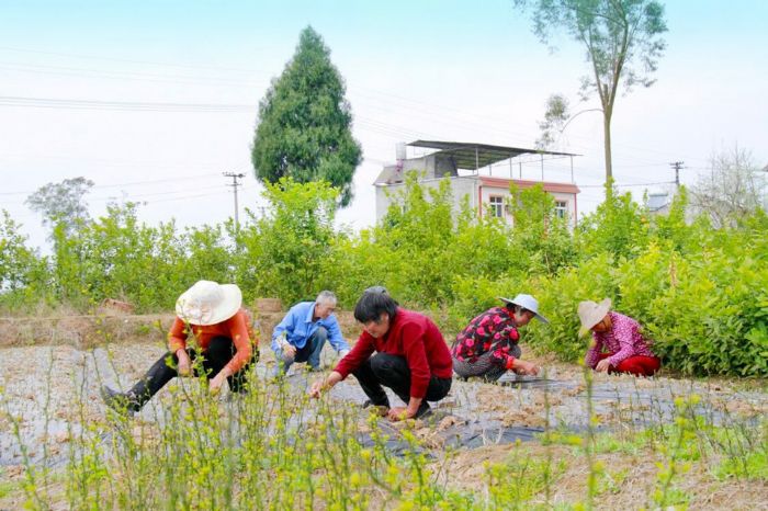 贫困家庭妇女在产业基地务工
