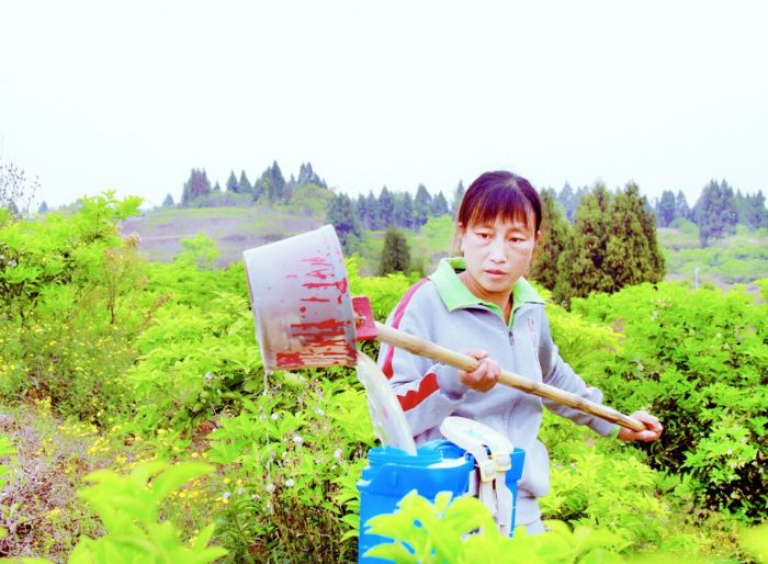 梓潼巾帼脱贫致富带头人——五郎村王蓉
