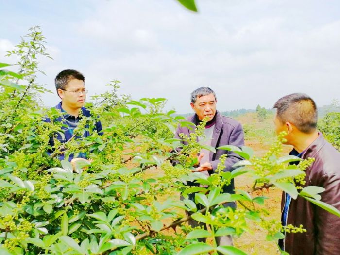 镇村干部了解花椒长势情况。
