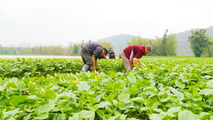 村民收割山地萝卜
