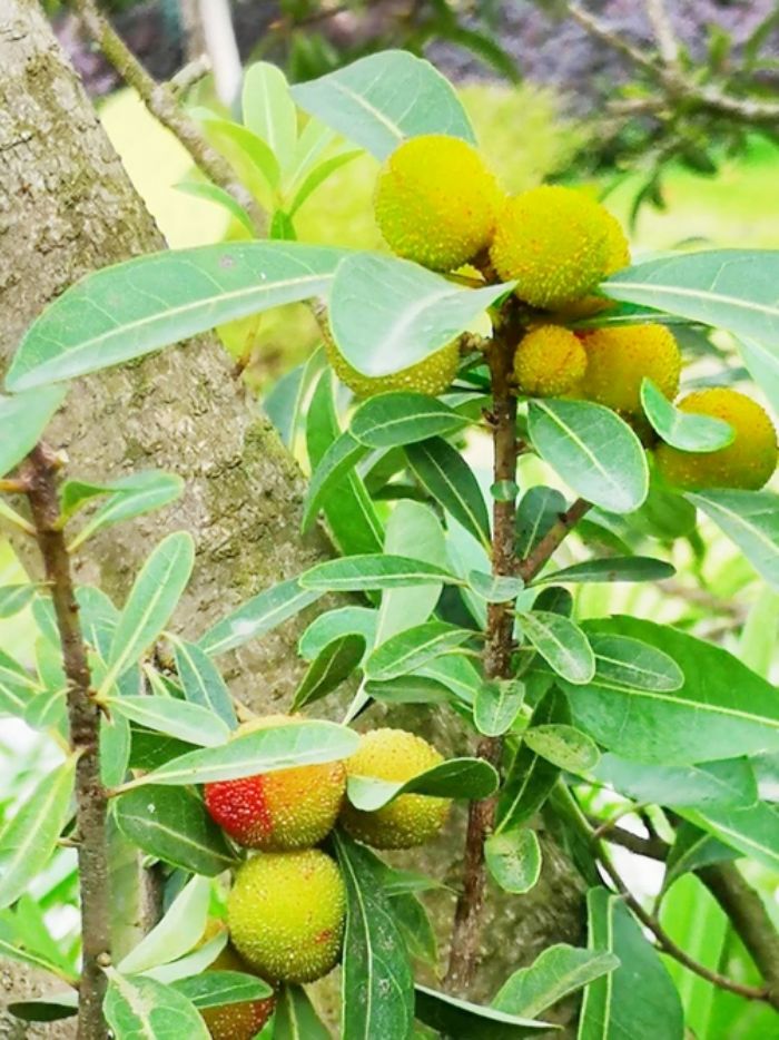 杨梅挂满枝
