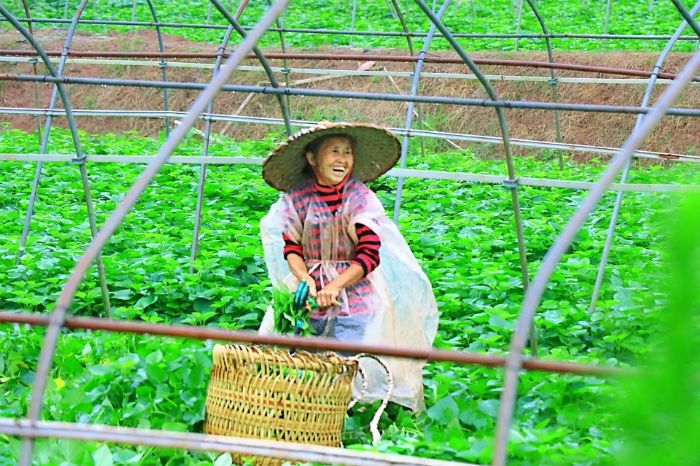 正在苕尖基地干活的一名村民露出了开怀的笑容。
