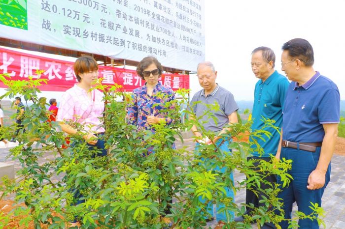 老干部视察花椒产业发展现状。
