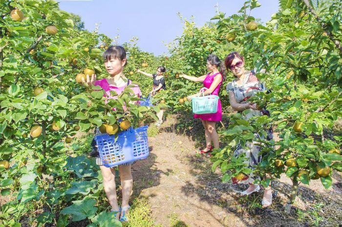 游客体验采摘乐趣。
