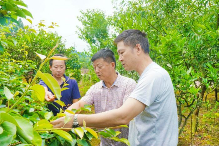 唐永江（右一）指导种植户疏果。
