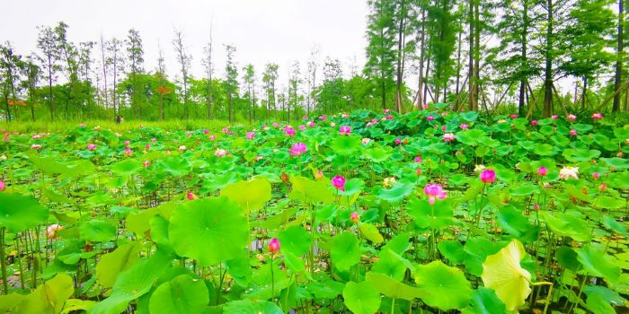 大佛寺湿地公园盛开的荷花