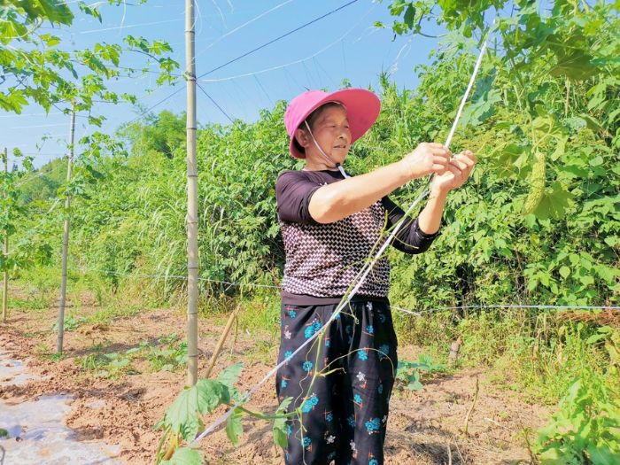 群众在蔬菜基地务工。
