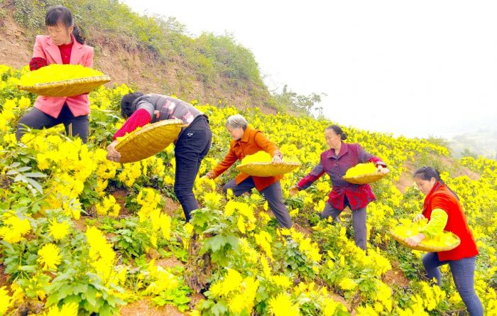 村民在菊花基地采摘菊花。

