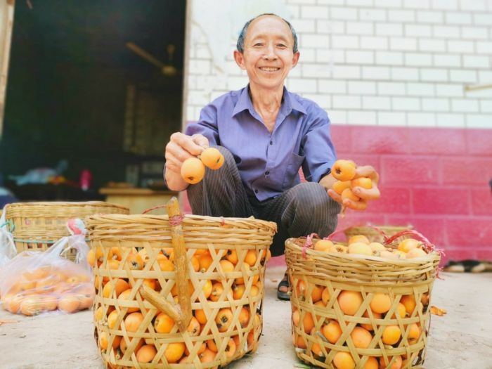 枇杷喜获丰收
