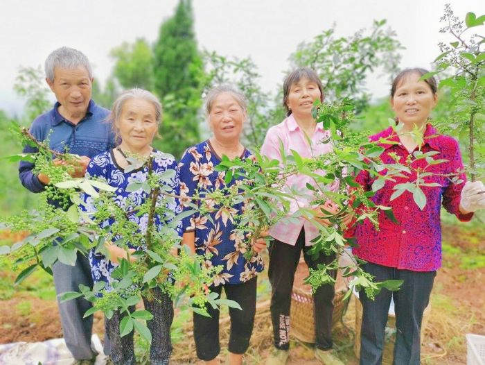 花椒成为农民的致富产业
