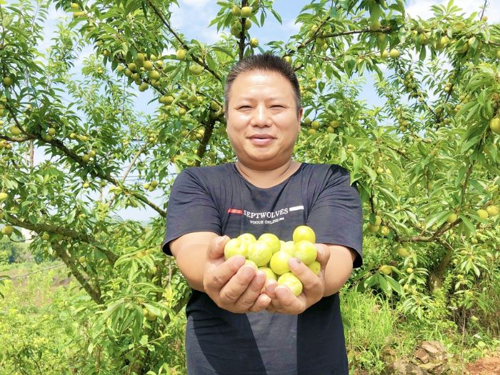 种植大户唐文博的李子喜获丰收。
