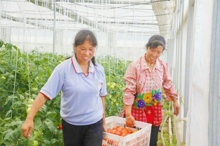 群众在采收番茄。
