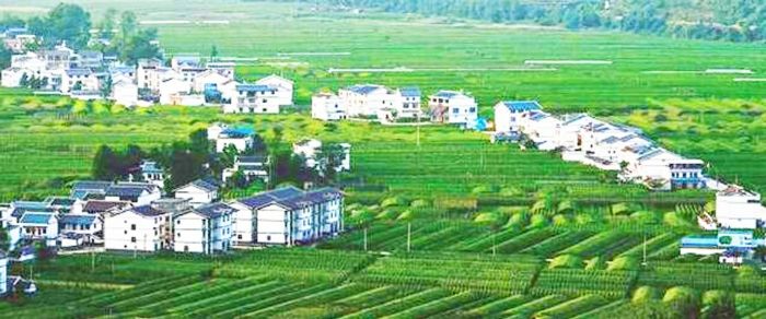 双坝蔬菜基地（资料图）
