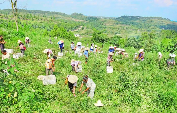 村民在双江镇白云村花椒生态园采摘花椒。通讯员李代良摄
