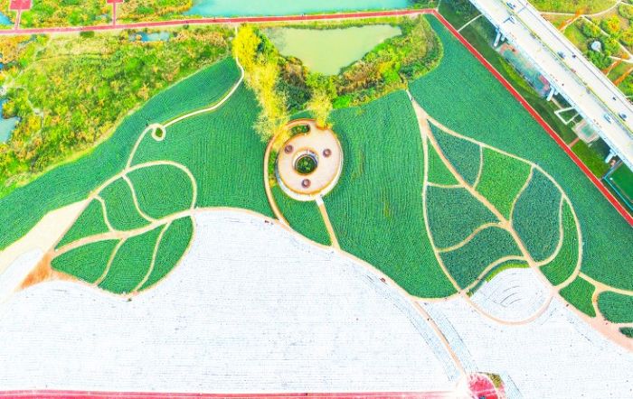 蔬菜公园。
