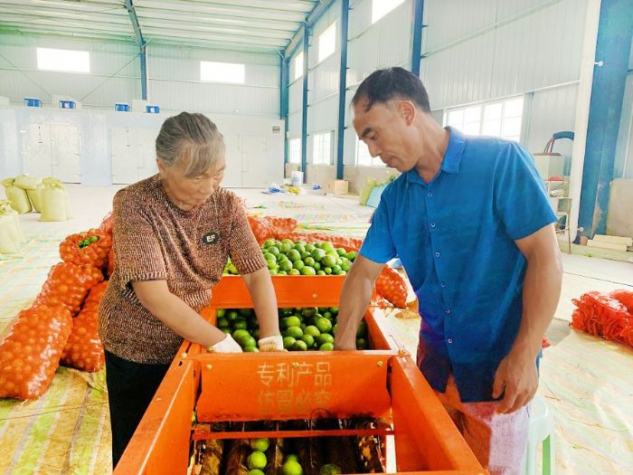 加工枳壳。
