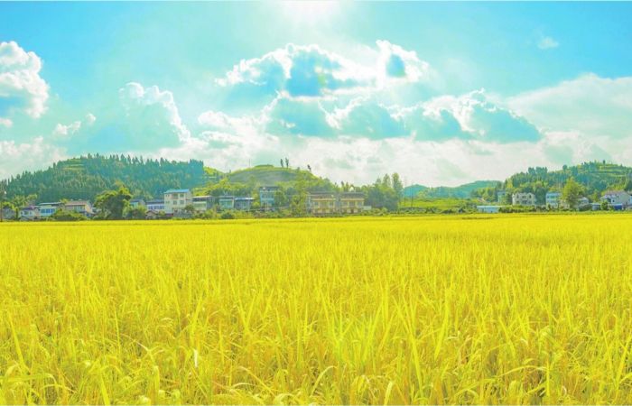大佛坝生态田园刘力明/摄
