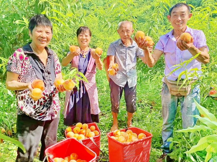 丰收的喜悦洋溢在脸上。
