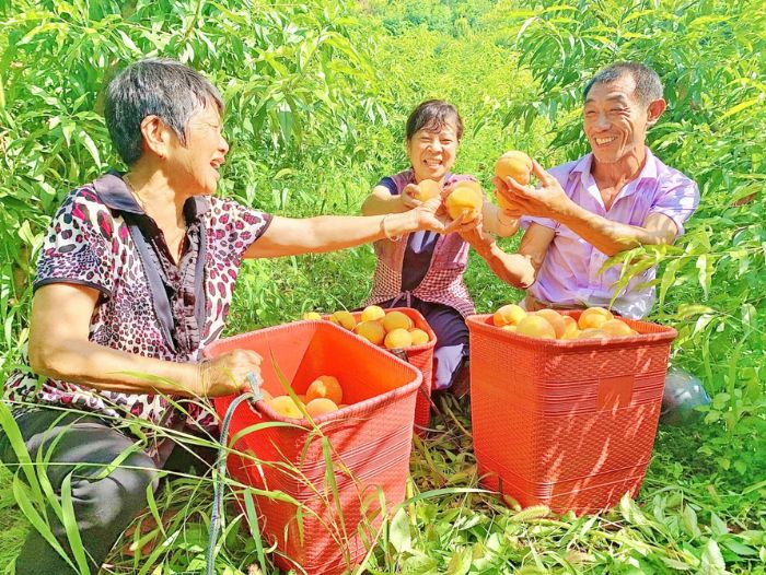 村民展示刚采摘的黄桃。
