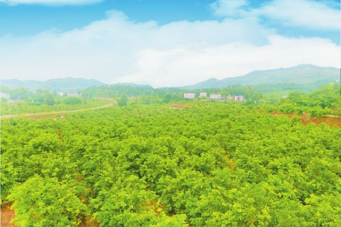 龙多山下，成片柠檬枝繁叶茂。
