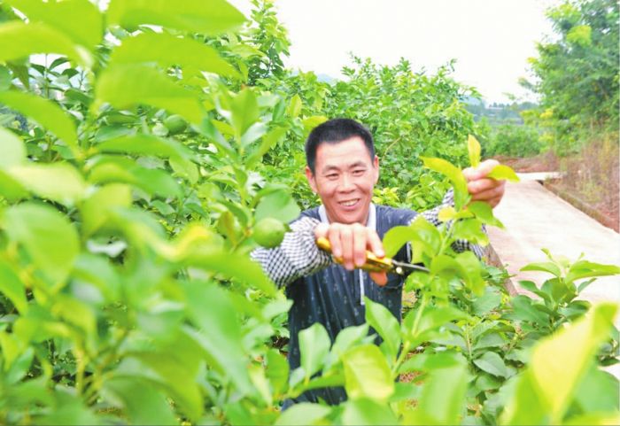 杨仕位在果园里修剪枝叶、除草施肥。
