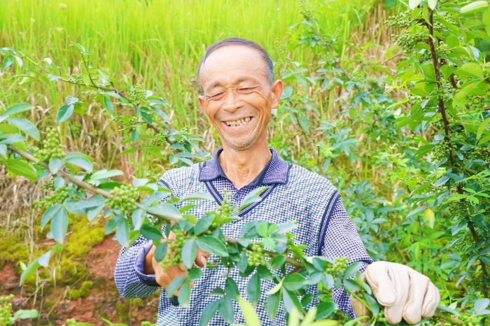 椒农在采摘花椒。
