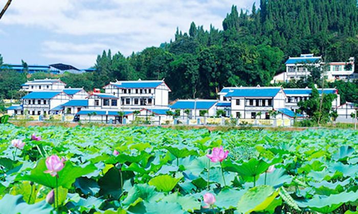 整治后的农家小院。
