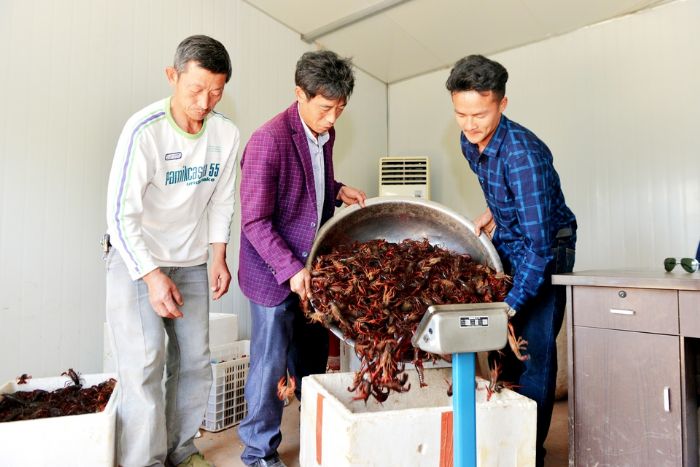 虾农收获小龙虾。
