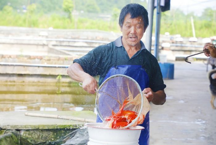 农户挑检观赏鱼。