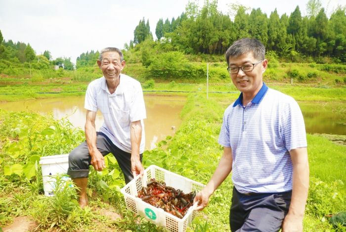 村民打捞稻田虾。