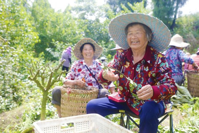 村民采摘花椒。